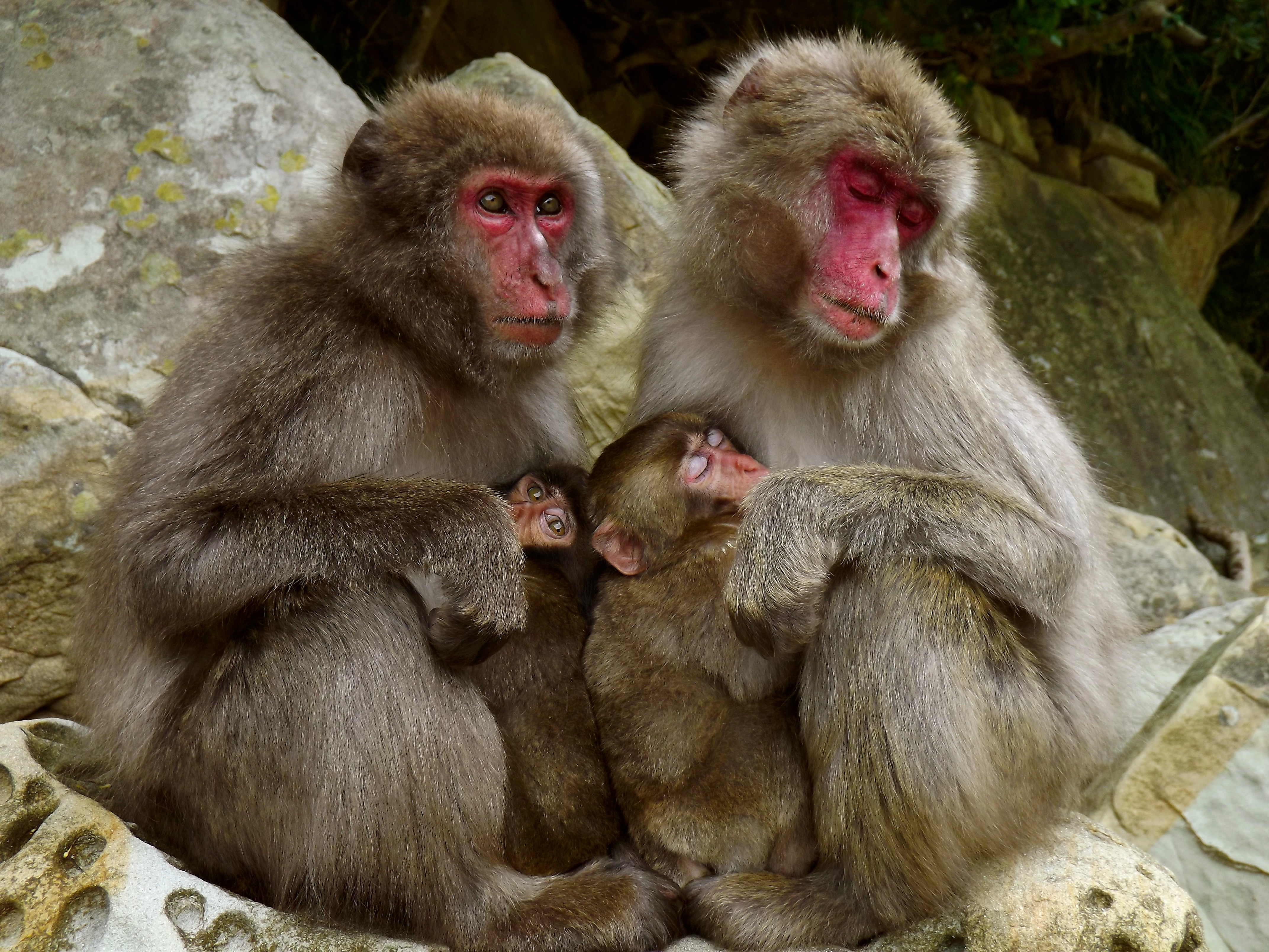 Japanese macaques of Koshima island, Japan