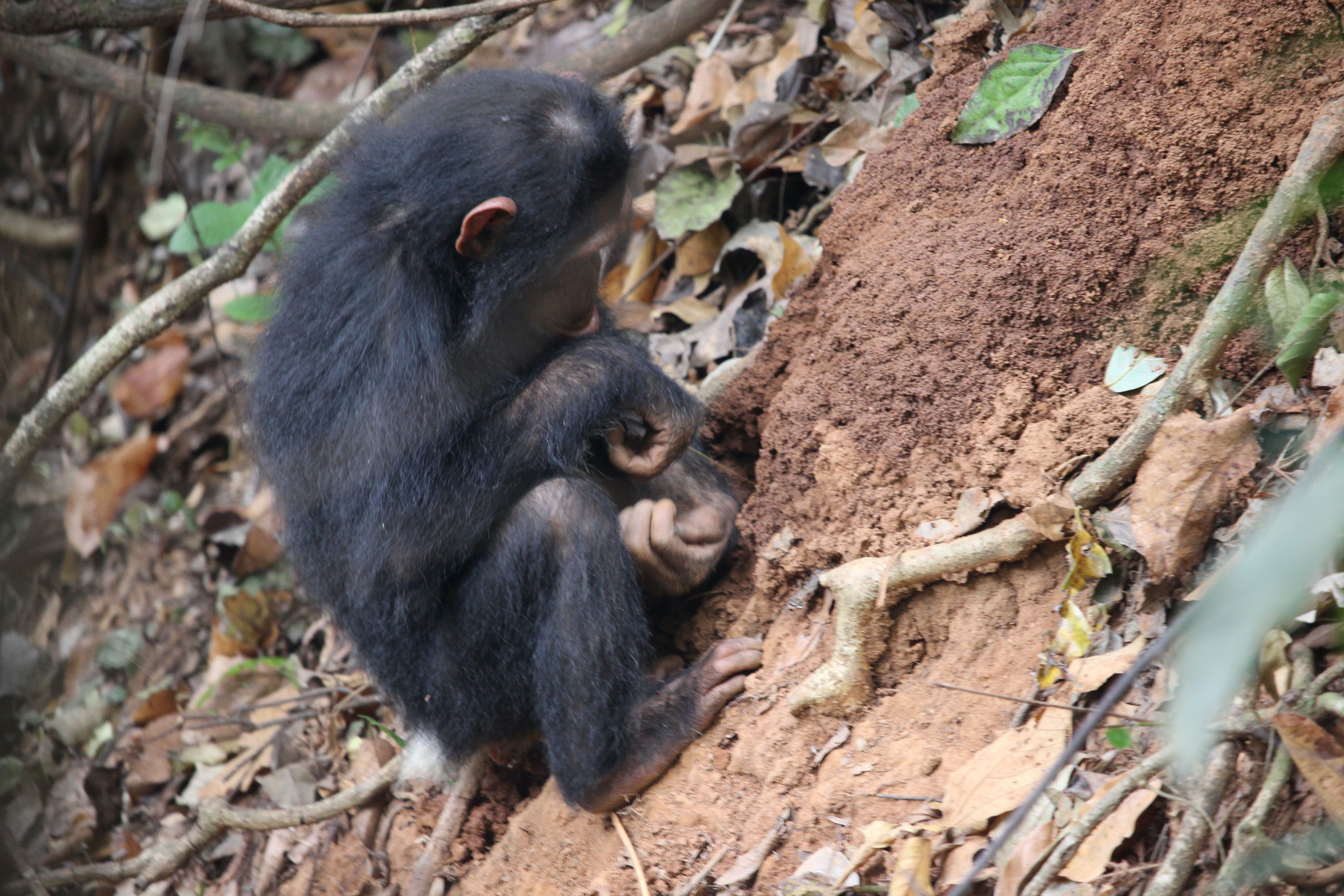 Chimpanzee termite fishing (Tanzania)