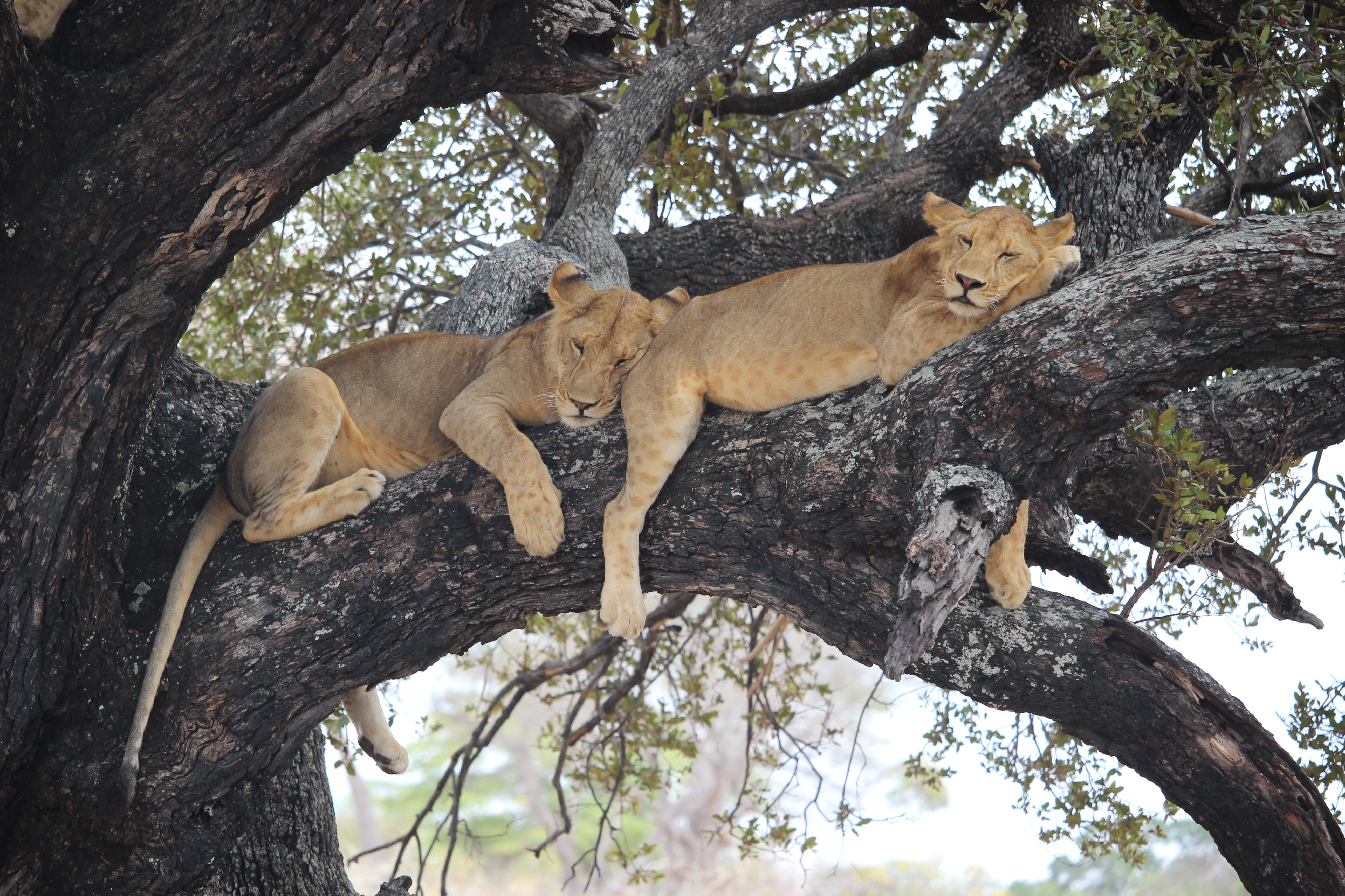 Lion brothers (Tanzania)
