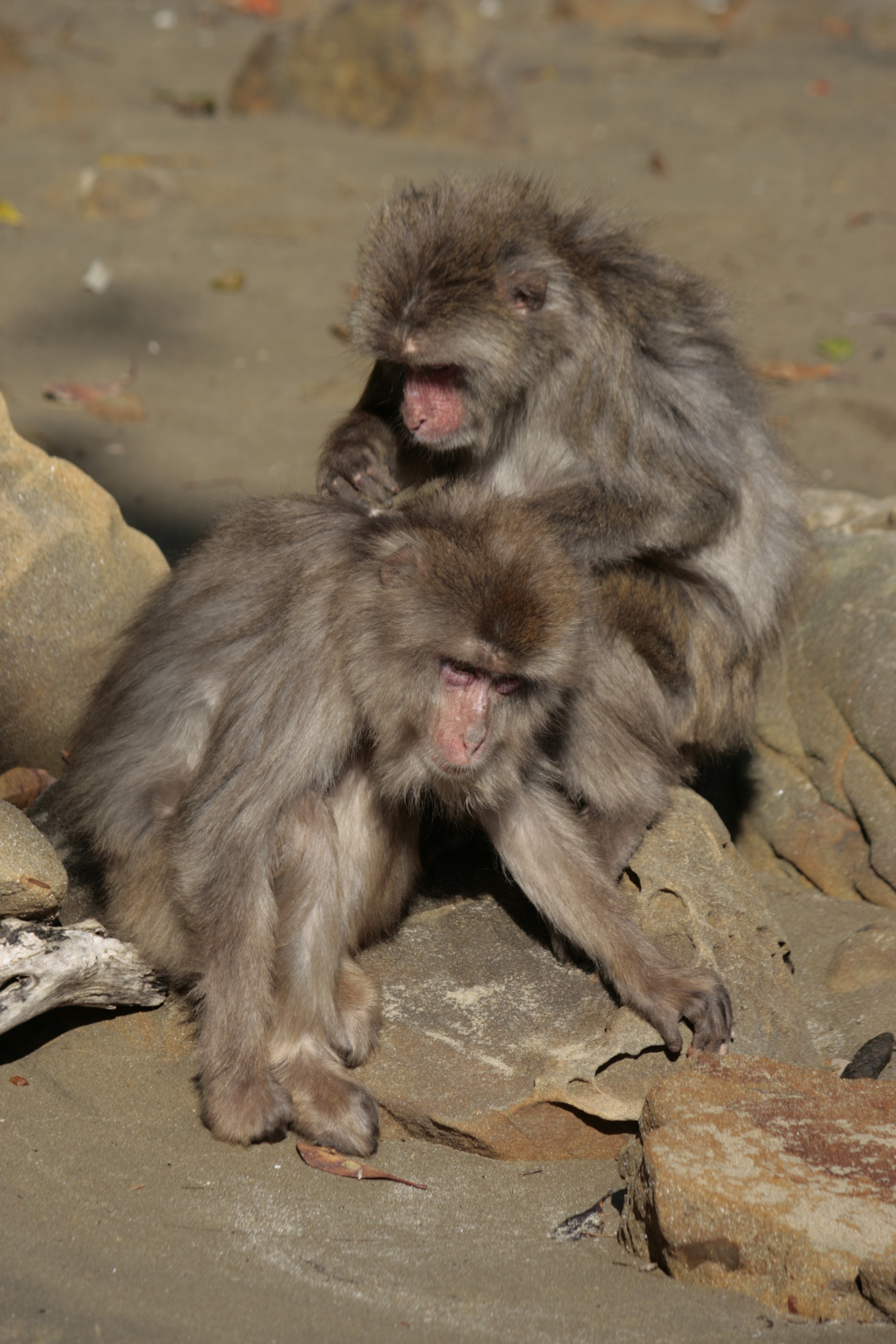Koshima monkeys