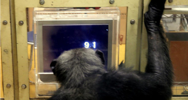 chimpanzee doing number task on touch panel computer