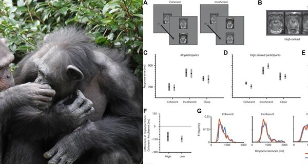 Chimpanzees use metaphor