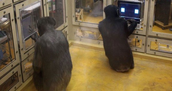 Chimpanzees compete using game theory