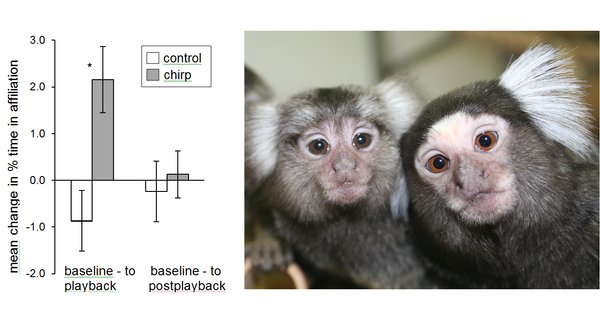 a new study on marmoset behavior