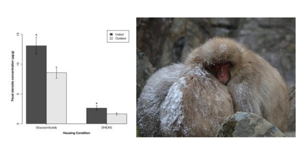 Takeshita et al 2014 - American Journal of Primatology