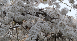 Cherry Blossom Viewing (O’Hanami)
