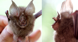 Dobson's horseshoe bat (Rhinolophus yunanensis)