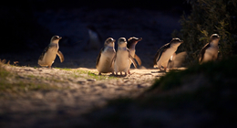 Penguin Parade, Phillip Island