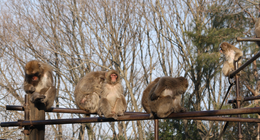 Japanese macaques at Kyoto University's Primate Research Institute